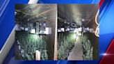 Two men guilty in large marijuana growing operation in Berkshire County