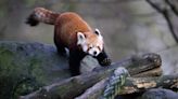 'I Feel Like I'm Watching a Disney Movie'—There's a Reason These Little Red Pandas Have Gone Viral