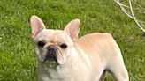 French bulldog stolen by FedEx driver dies in scorching delivery truck, authorities say
