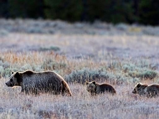 Army veteran seriously injured by grizzly bear protecting her cub at Grand Teton National Park