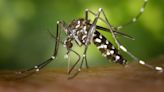 À l'approche des J0 2024 de Paris, les autorités sanitaires traquent les moustiques-tigres