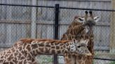 Seneca Park Zoo welcomes new 2-year-old giraffe. See the photos