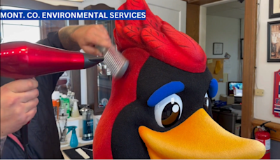 Curby the Cardinal getting a makeover