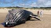 Humpback whale washes ashore Oregon beach. Its death is a mystery, officials say