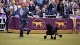 Sage advice: Miniature poodle named Best in Show at Westminster Kennel Club dog show