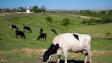 Un país nórdico implementará un impuesto a los eructos y flatulencias de las vacas