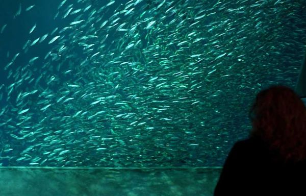 Monterey Bay Aquarium joins Museums for All. Here are more museums that offer free ticket options