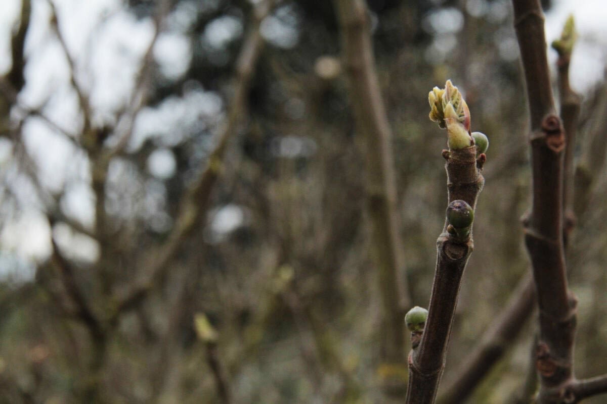 VIDEO: Energy ready to burst in Vancouver Island public orchard