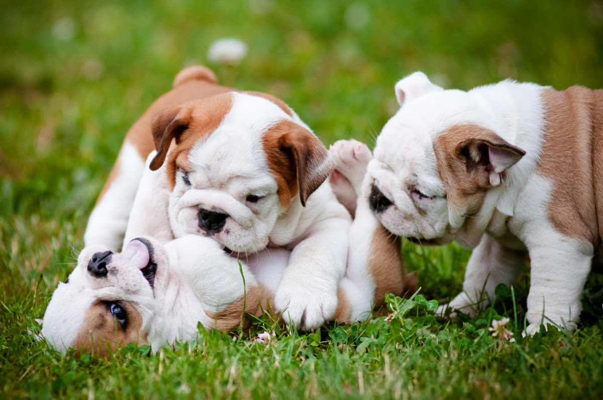 English Bulldog’s Gentle Way of Playing With Puppies Brings All the Feels