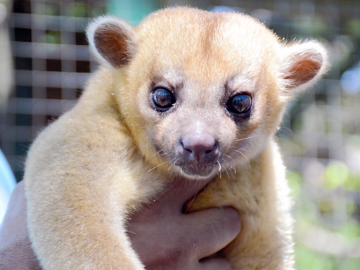 Rare & Exotic Animal Native to Central and South America Found at Washington Rest Stop