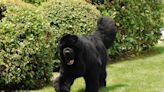 Gigantic Newfoundland Dog Only Wants to Meet Humans at the Dog Park