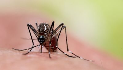 Where Mosquitoes Are More Likely to Transmit Dengue, According to the CDC