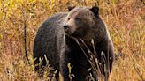 Man 'seriously injured' in Grand Teton National Park bear encounter - East Idaho News