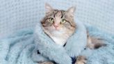 Tabby Cat Begs to Get Dressed Up in Little Outfits and It's the Cutest Thing