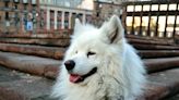 Traveling Samoyed's Tour of Rome Is Making Everyone Want to Book an Italian Vacation