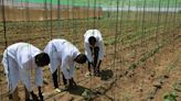 African farmers look to the past and the future to address climate change