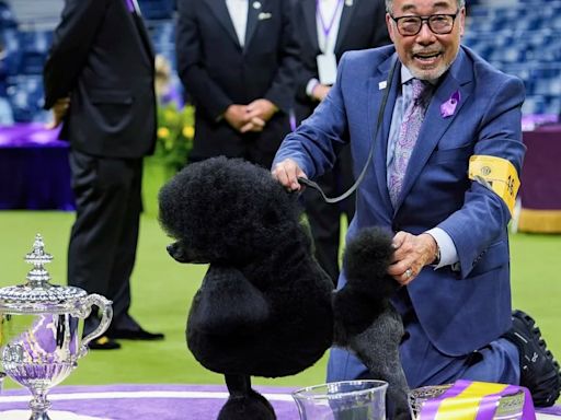 24 fotos del concurso que consagró al pequeño “Sage” como el mejor perro del mundo en el Westminster Kennel Club