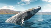 Whale transfers $40M in DOGE from Robinhood amidst market volatility | Invezz