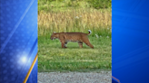 Bobcat spotted on the prowl in Topeka, is it dangerous?