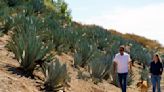 Californians bet farming agave for spirits holds key to weathering drought and groundwater limits