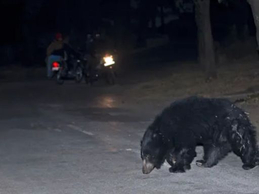 Man injured in bear attack in Gujarat village, forest officials begin search