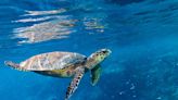 Video of Turtle Enjoying Watermelon Snack Is an Aesthetic Timeline Cleanse