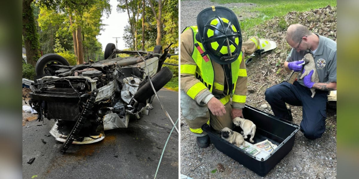 ‘Not all patients are humans’: 14 puppies rescued from rollover vehicle crash