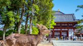 10項奈良旅遊全攻略！觀光景點、美食、飯店住宿、交通方式等
