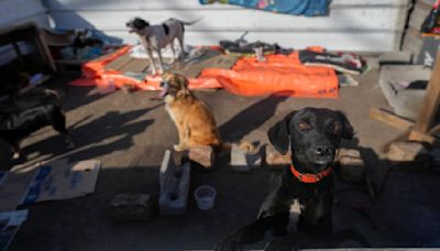 Inside a makeshift shelter saving hundreds of dogs from floods in southern Brazil