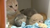 Minnesota shelters ask for help after taking in hundreds of cats from hoarders around the state