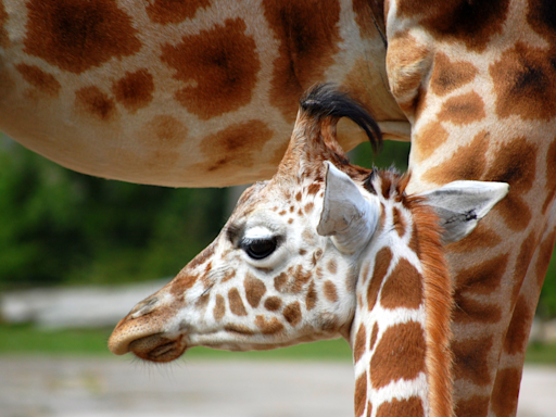 Abilene Zoo Asks People to Vote on Their Favorite Name for Brand New Baby Giraffe