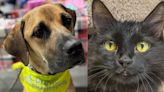 Pawsitively adorable: Meet 35 adoptable dogs and cats looking for love in the Tulsa area