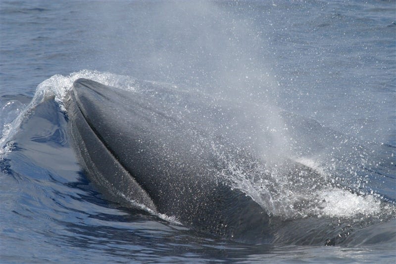 House passes Gaetz amendment excusing deaths of endangered whales at Gulf training range