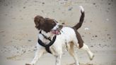 Norfolk beach named among most scenic dog walking spots in UK