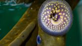 Eerie Lampreys Hint at the Origins of Our 'Fight-or-Flight' Response and Sympathetic Nervous System