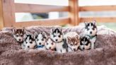 Siberian Husky Puppies: Cute Pictures and Facts