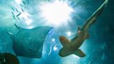 Pregnant Stingray Charlotte Dies in North Carolina Aquarium