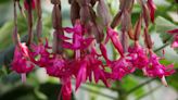 How to Fix a Limp Christmas Cactus For Bright and Flourishing Festive Foliage