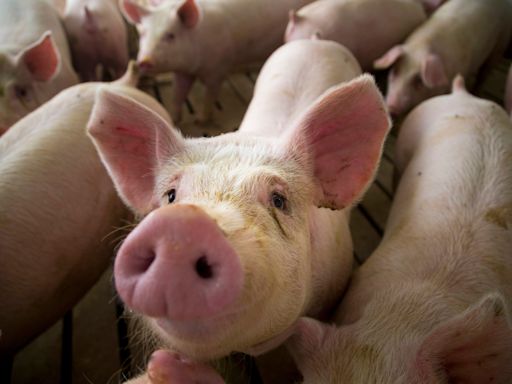 Pigs outnumber humans in Iowa. But just how many more livestock reside here than people?