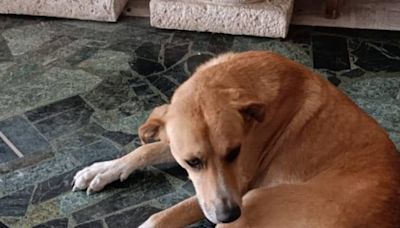 Mujer acusada de abandonar a su perro en Las Torres aclara la situación
