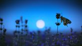 This Is What May’s Full Moon—The Flower Moon—Means for You