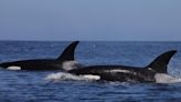 Video captures return of killer whales to Southern California