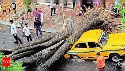 Century-old mahogany falls as rats gnaw through roots | Kolkata News - Times of India