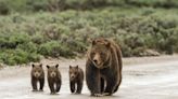 NATURE: Grizzly 399: Queen of the Tetons