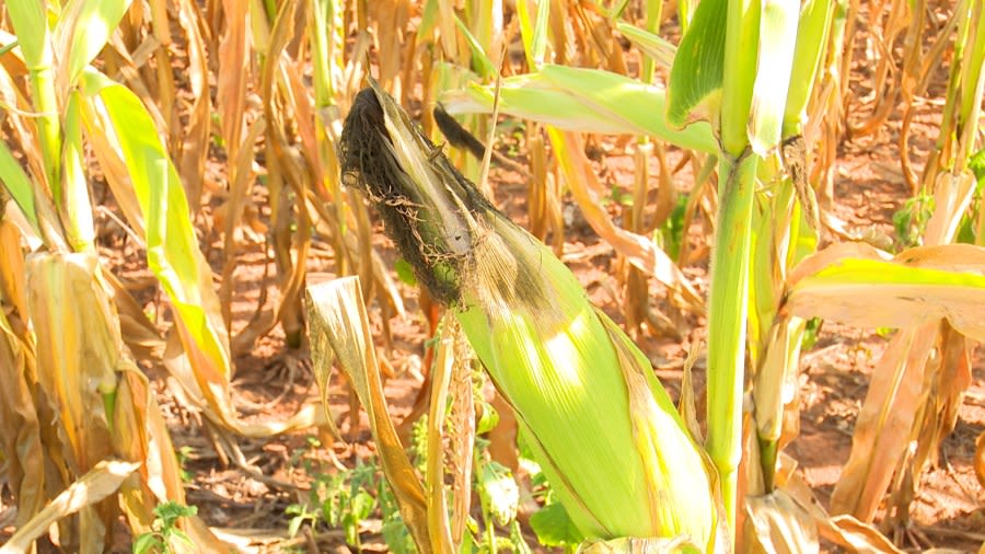 Extreme heat and dry conditions impacting North Alabama farmers