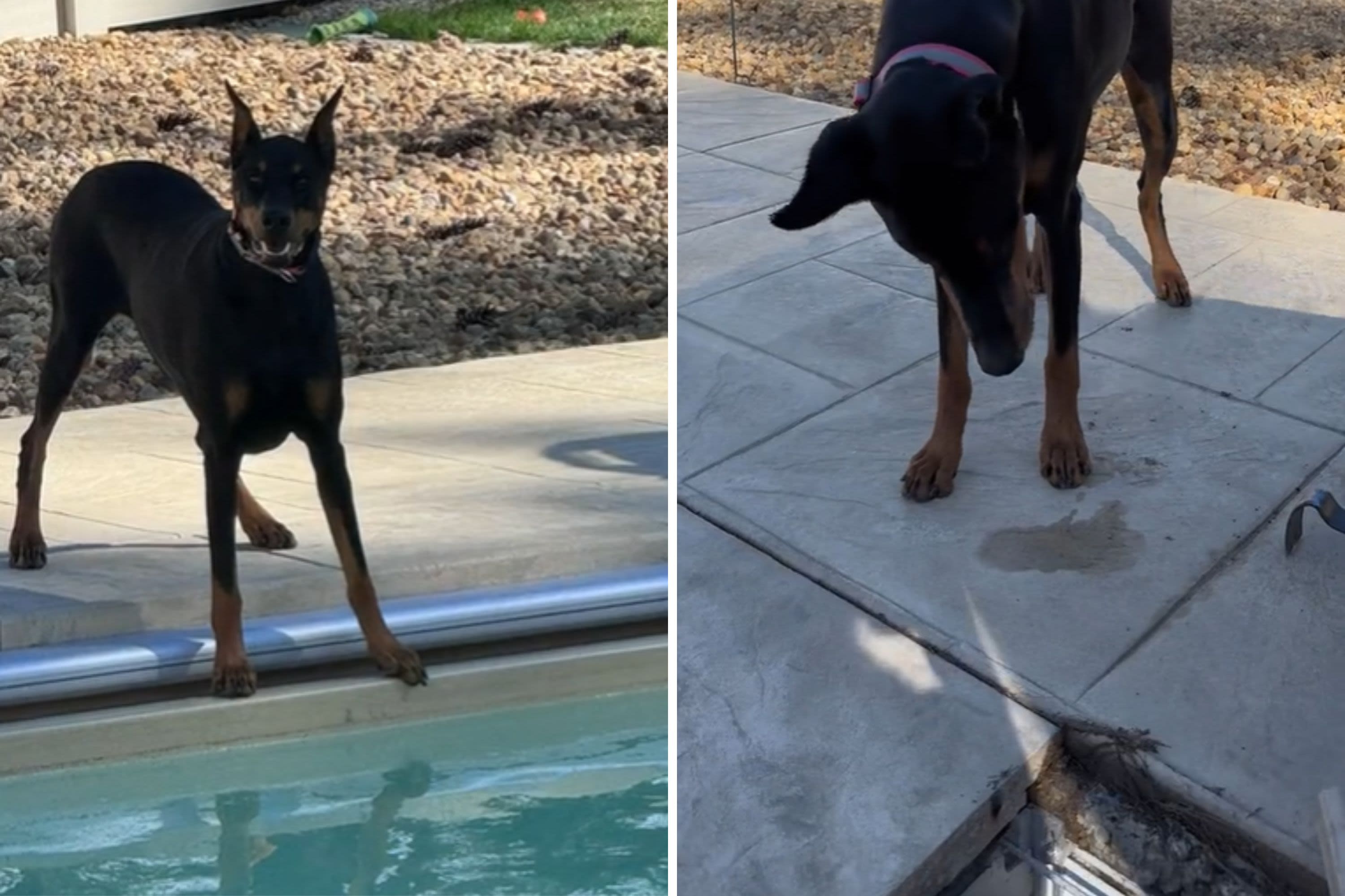 Moment dog finally gets "closure" after reunion with ball missing for years