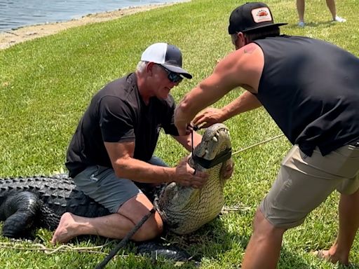 Using a fishing pole and rope, massive 11-foot creature reeled out of a Florida pond