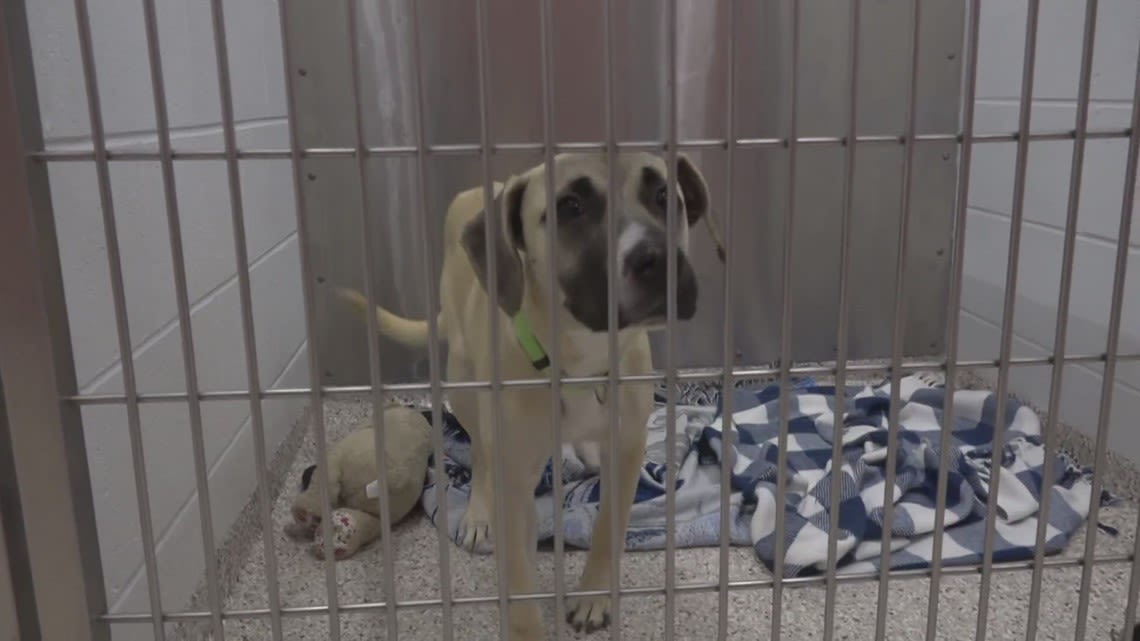 Empty the Shelter 2024 | Guilford County Animal Services to waive adoption fees