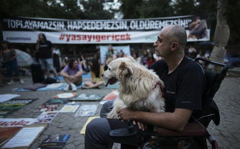 Turkey plans to regulate a large stray dog population, raising some fears about mass killings