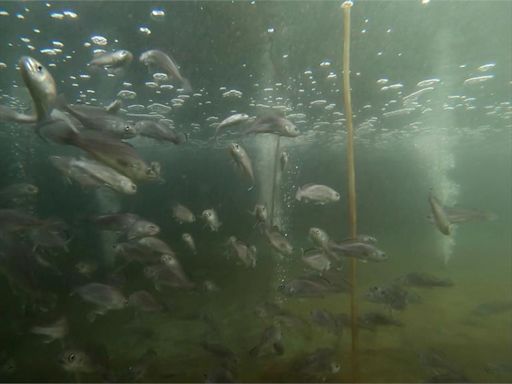 世界首批! 農業部培育"黑加網魚" 流放海中增種源
